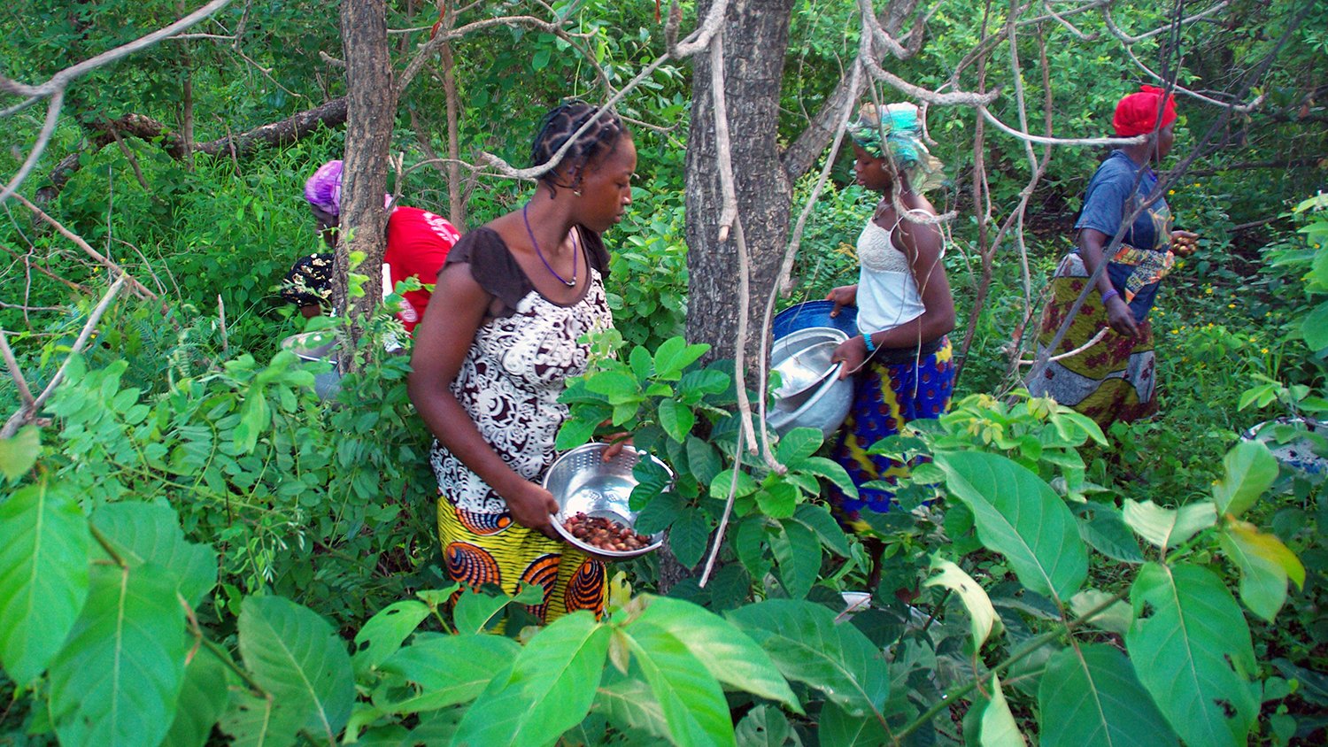 Ghanaian woman harvesting shea nuts